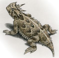 a drawing of a lizard sitting on the ground