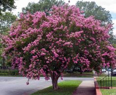 a tree with purple flowers in front of a house on a sidewalk near a street