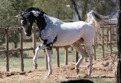 a white and black horse standing next to a wooden fence