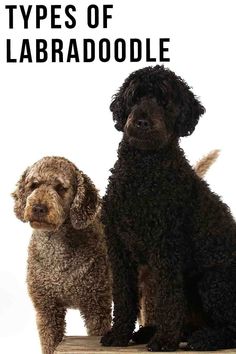 two dogs sitting next to each other with the words types of labraddoodle