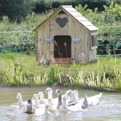 several ducks are swimming in the water near a doghouse with a heart on it