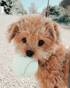 a small brown dog holding a tennis ball in its mouth