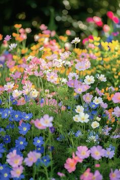 many different colored flowers in a field