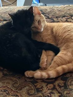 two cats cuddle together on a bed