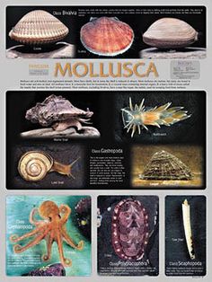 an image of various sea animals and shells on the cover of magazine mollusca