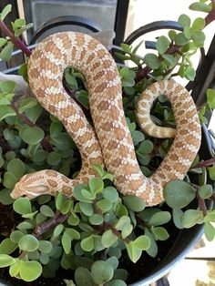 a snake is curled up in a potted plant with green leaves on the side