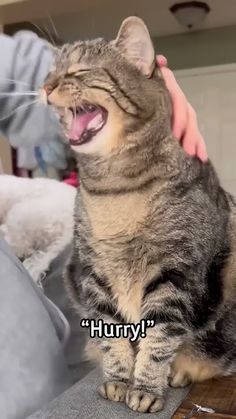 a cat sitting on top of a table with its mouth open and tongue hanging out