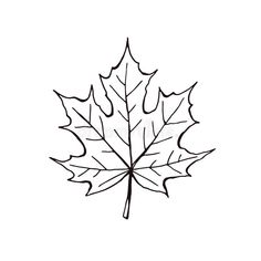 a black and white drawing of a maple leaf