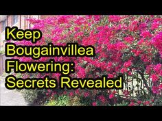 the words keep bougainvillea flowering secrets revealed