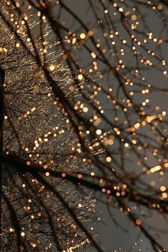 the street sign is covered in raindrops as it stands next to a tree