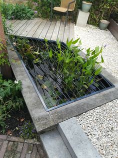 an outdoor garden with plants growing in the ground and on top of a wooden deck