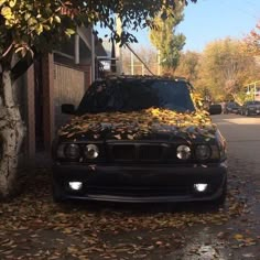 a black car parked in front of a tree with leaves on it's hood