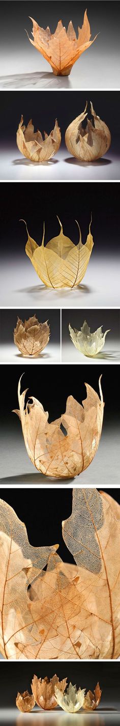 four different images of leaves on the surface, each with their own leaf shape and color