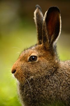 a close up of a brown rabbit in the grass with it's eyes open