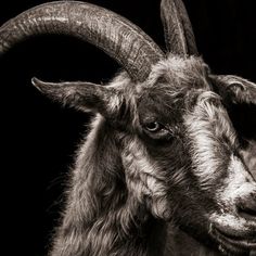 a goat with large horns standing in front of a black background