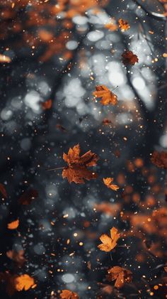 autumn leaves floating on the water in front of trees with falling leaves and snow flakes