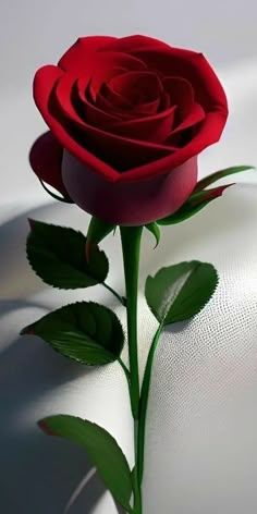 Rose Flower Photos, Red Roses Wallpaper, Good Morning Flowers Rose, Rose Flower Pictures, Rose Flower Wallpaper, Beautiful Flowers Photos, Love Animation Wallpaper, Lovely Flowers Wallpaper, Android Wallpaper Flowers