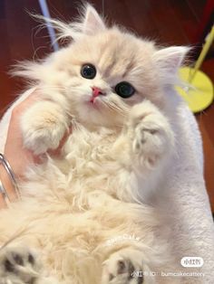 a fluffy white cat sitting on top of a person's arm with it's paw in the air