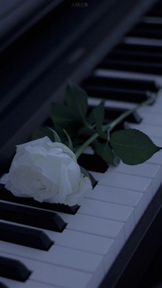 a single white rose sitting on top of a piano