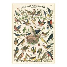 an old book with birds on it and the words nos bons petits diseaux