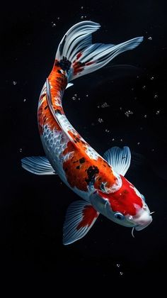 two orange and white koi fish swimming in the dark water with bubbles around them