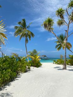 the beach is lined with palm trees and white sand, as well as blue water