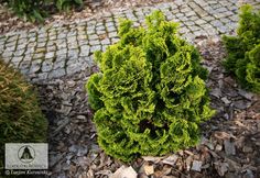 two green bushes sitting next to each other on top of a stone walkway in the middle of a park