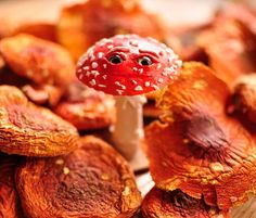 a red mushroom with white speckles on it's head is surrounded by other mushrooms