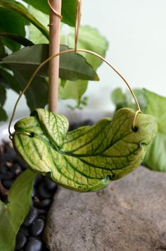 a green leaf hanging from a plant in a pot on top of a stone slab