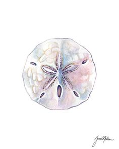 an image of a starfish in watercolor and ink on paper by artist jane phillips