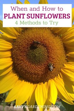 When to plant sunflowers: 3 options for lots of beautiful blooms! Sunflowers add a ton of happy cheer to your garden or yard, plus they have a lot of cool benefits. They are quick to grow, attractive to pollinators, and downright beautiful. Check out our website to learn when and how to grow sunflowers. #Sunflowers