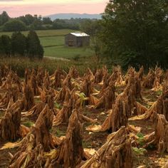 a large field full of dead corn in front of a barn