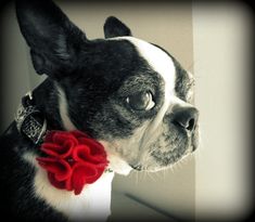 a black and white dog wearing a red flower collar