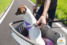 a dog sitting in the basket of a bicycle being held by a woman's hand