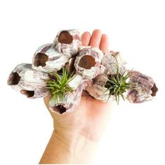 a hand is holding some small rocks with plants growing out of them