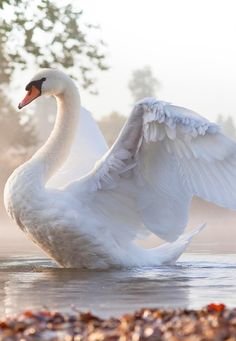 a swan flaps its wings while sitting on the water's edge with fog in the background