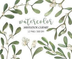 watercolor mistletoe clipart with white berries and green leaves on a white background