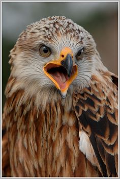 a close up of a brown and white bird with it's mouth wide open