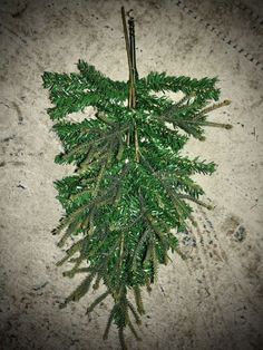 a close up of a plant on the ground