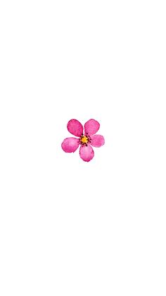 a single pink flower on a white background