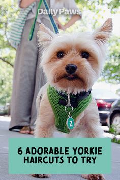 a small white dog wearing a green harness and standing next to a woman on the sidewalk