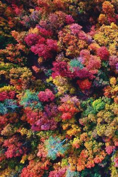 an aerial view of colorful trees in autumn