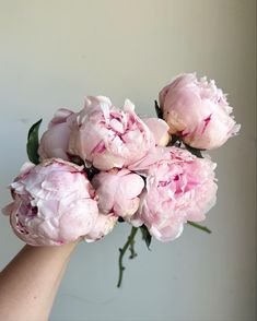 a hand holding a bouquet of pink peonies