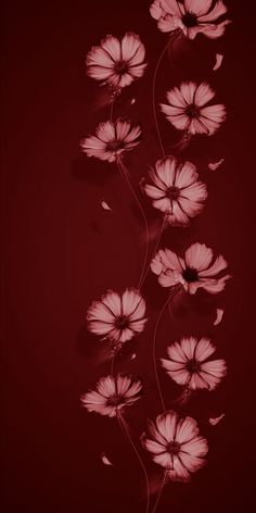 pink flowers against a dark red background