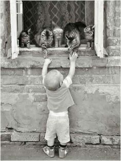 a little boy standing in front of a window with some cats on it's windowsill