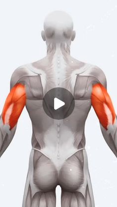 the muscles are highlighted in this image, and there is an orange arrow pointing to them