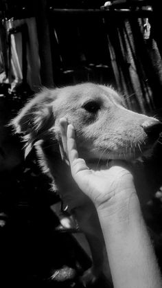 a person holding their hand up to a dog's face in black and white