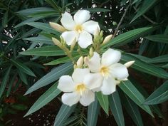 white flowers are blooming in the middle of green leaves