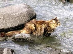 a cat that is sitting on some rocks in the water