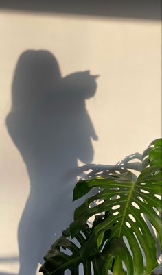 the shadow of a person standing next to a plant